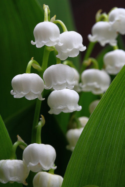 Leaves-In-His-Hair:  Outdoormagic:  Scent Of Lily Of The Valley By Photoholic Image