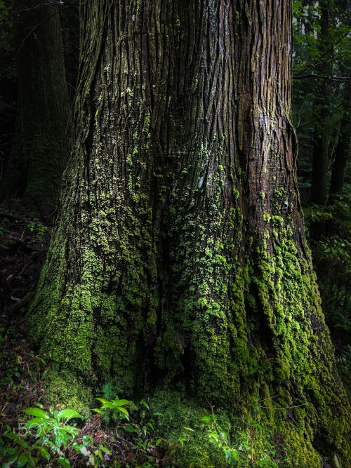 Tree Trunk by alf_n1