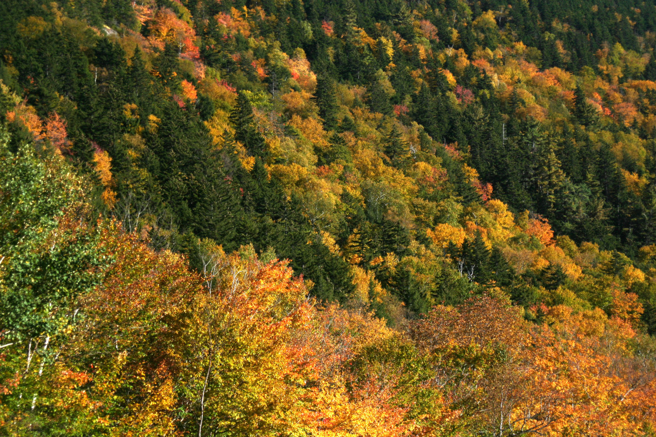 creative-owlette:  The last of my “autumn in New Hampshire 2013” photos 