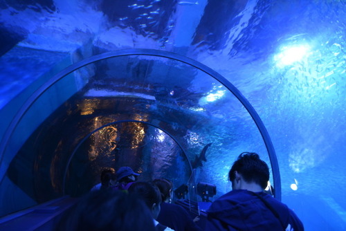 大人になっても水族館がすき。2018.5