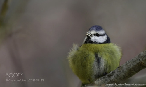 Mésange bleue - Eurasian Blue Tit