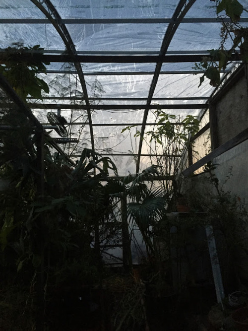 Greenhouse explorations 