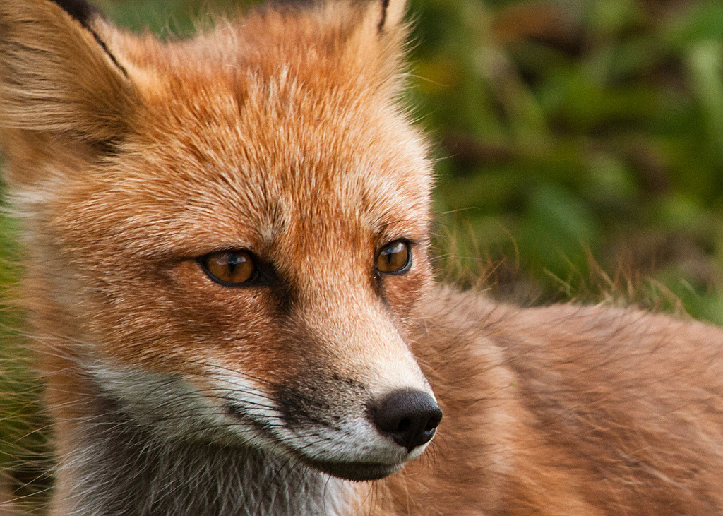 Michelle red fox St. Petersburg