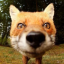 that-one-fox-cat-anon