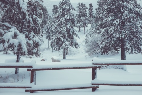 expressions-of-nature:Mount Charleston, United States by Neonbrand