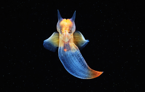 nubbsgalore:this is a sea angel (clione limacina), photographed by alexander semenov swimming with i