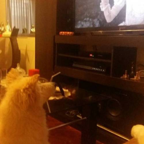 Cómo le gusta mirar tele a esta niña 😂😂😂😂😂 #samoyedo #samoyedlovers #samoyedsofinstagram #doglover #dogsofinstagram #instamoment #instadog