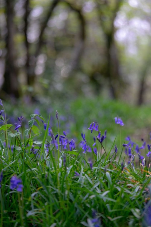 stephenearp:Blue by the river