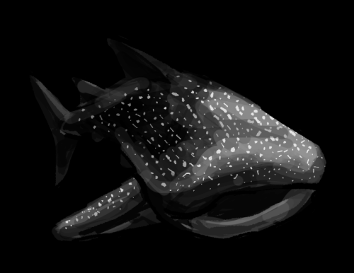 Whale Shark Moment