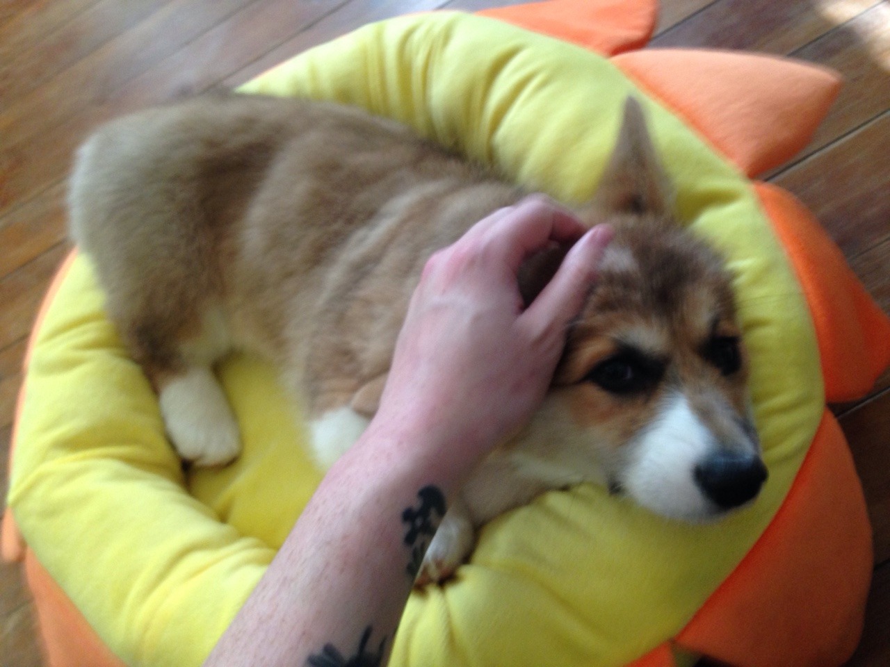 gtcvdeimos:  Life is pretty awesome right now.