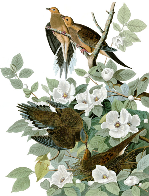 john james audubon