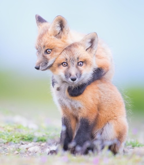 beautiful-wildlife: Red Fox Siblings by © Tin Man