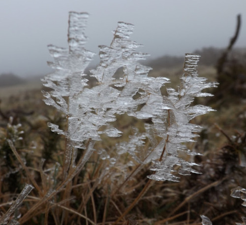 hoarfrost