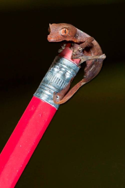 zooborns:Fantastic Leaf-tailed Gecko Perches on a PencilThis tiny Fantastic Leaf-tailed Gecko hatche