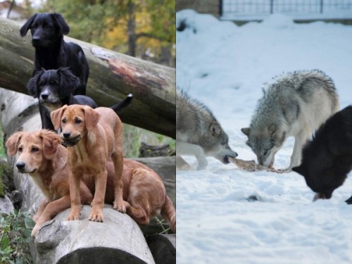 Porn photo wolveswolves:  Wolves cooperate but dogs