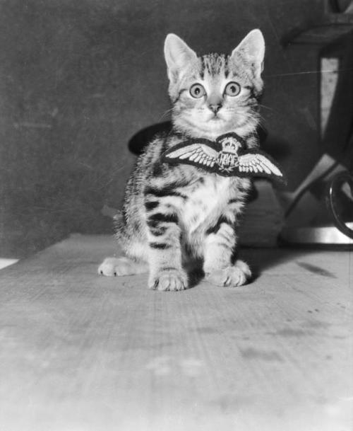 providencepubliclibrary:Aircrew, the mascot of the Cressy Royal Australian Air Force flying school.P