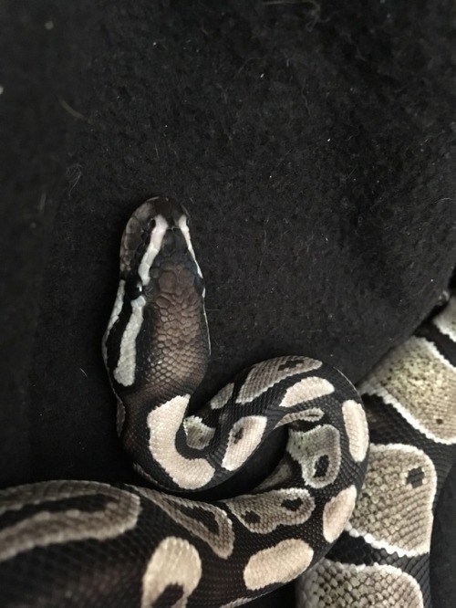 pantheonreptiles:My baby shed today~