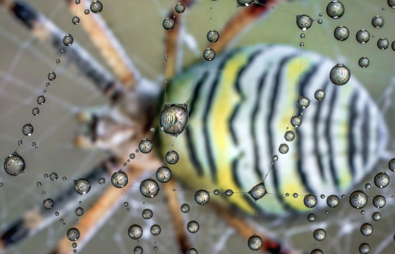 nubbsgalore:  photos by alberto ghizzi panizza of a wasp spider and flowers reflected