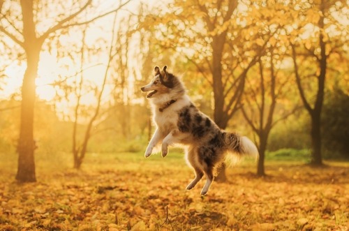 Flying sheltie ~photo: Irina Mazaeva 