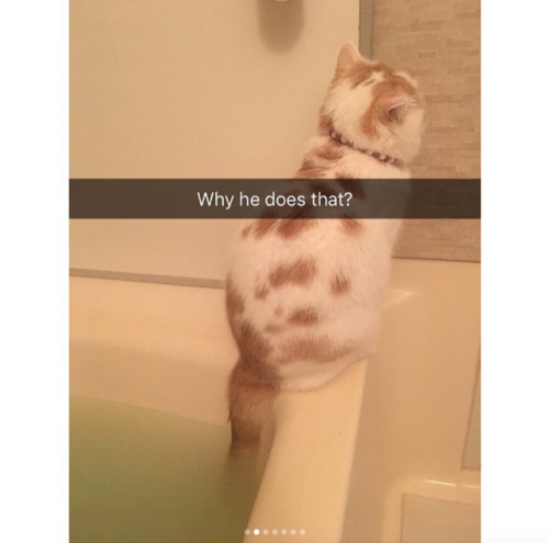 babyanimalgifs:  Cat snaps