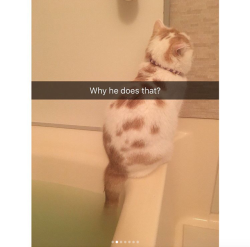 babyanimalgifs: Cat snaps