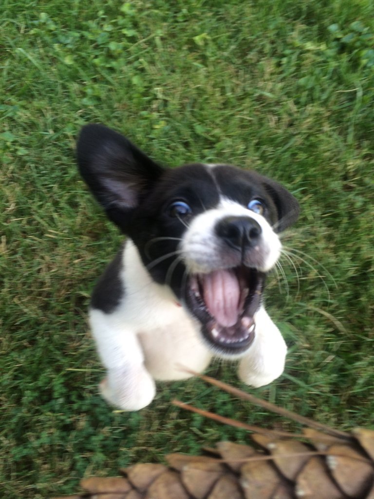 cute-overload:  My friends new collie! She loves pinecones.http://cute-overload.tumblr.com