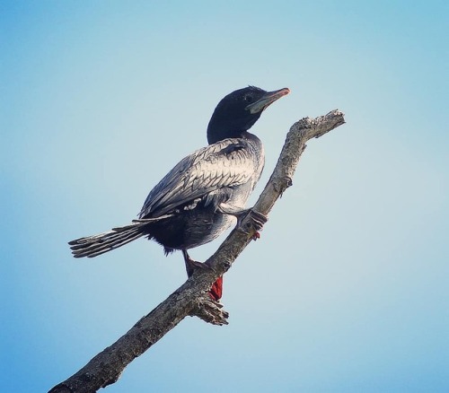 Little Cormorant (Microcarbo niger) #bird #birdsofinstagram #birdwatching #instabird #naturephotogra