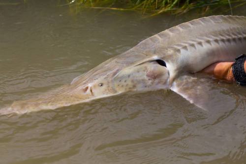 typhlonectes:  Hard Times for Pallid Sturgeons  Since 1990, not a single wild-spawned pallid sturgeo