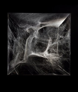 sornmag:  Artist Tomás Saraceno used spiders