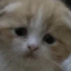 j--kitten