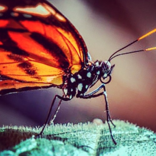 Another butterfly photo from Fairchild tropical botanical gardens, Fairchild has a fantastic butterf