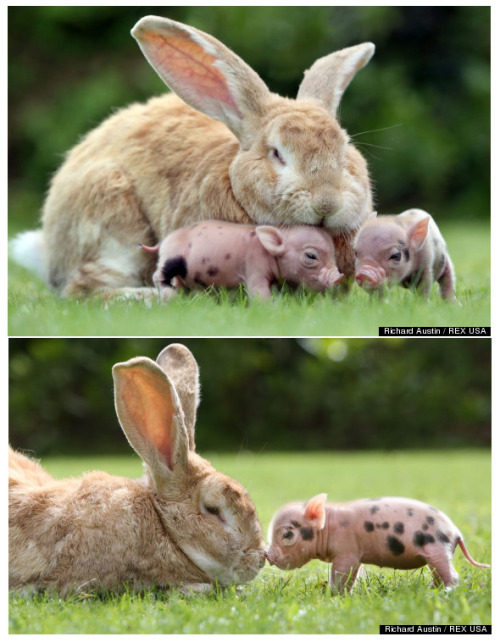 awwww-cute:Best friends - Giant rabbit and tiny pigs