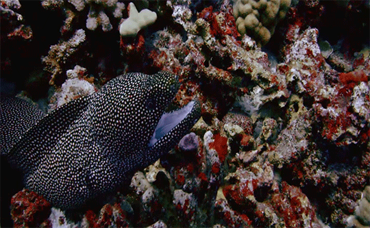 noaasanctuaries:Happy New Year from your National Marine Sanctuary System! 