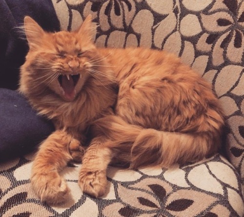 “Hear me roar” #mörcsi #cat #lion #houselannister #gameofthrones https://www.instagram.com/p/BwSaSL