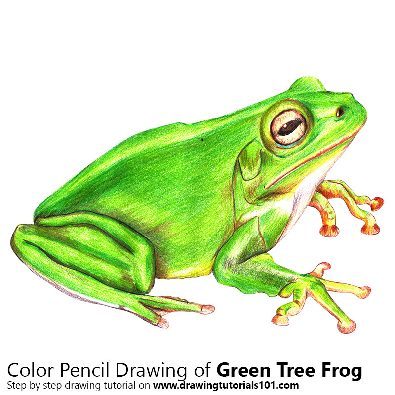DrawingTutorials101.com • Green Tree Frog with Color Pencils [Time Lapse]