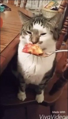 redditfront:  Kitty hates your cooking. - via http://ift.tt/1ZgBLP3