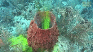 fuckyeahfluiddynamics:  Sponges are filter-feeding marine animals that rely on water