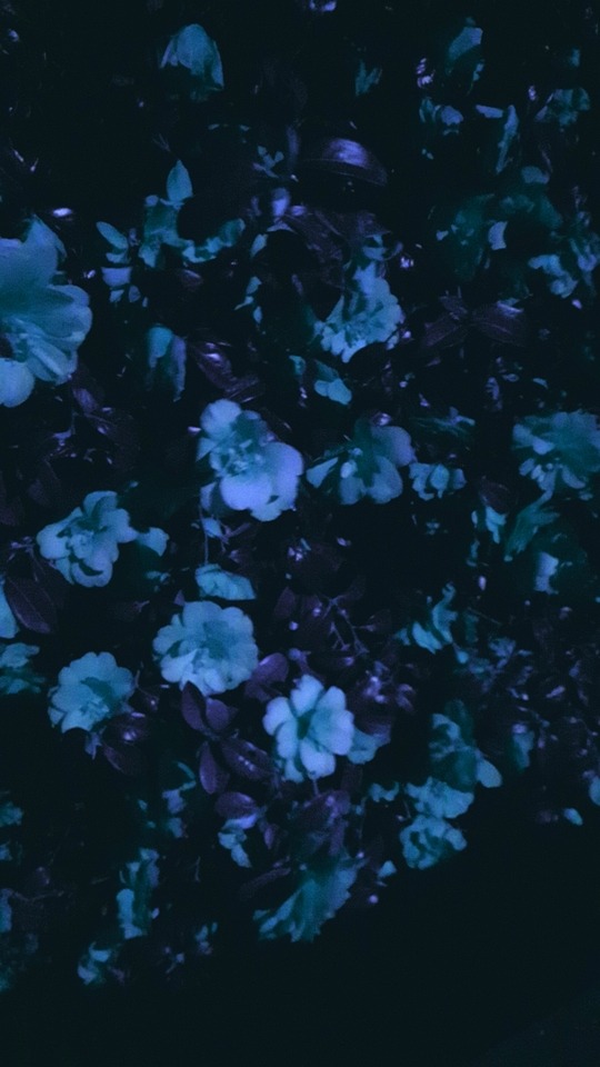 young and so unfree on Tumblr: Image tagged with Flowers, Blue flowers, Blue