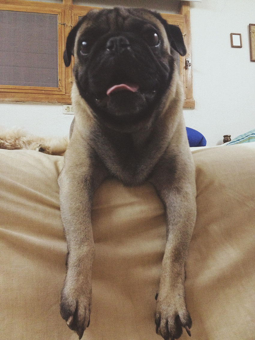 mypugobsession:  I wanted a cute name for my dog, his name is Haru which means Sunshine
