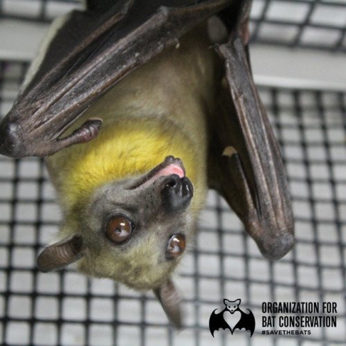 Happy Monday, everyone! This is Nightwing, one of our spunky Straw-colored Fruit Bats! Nightwing lov