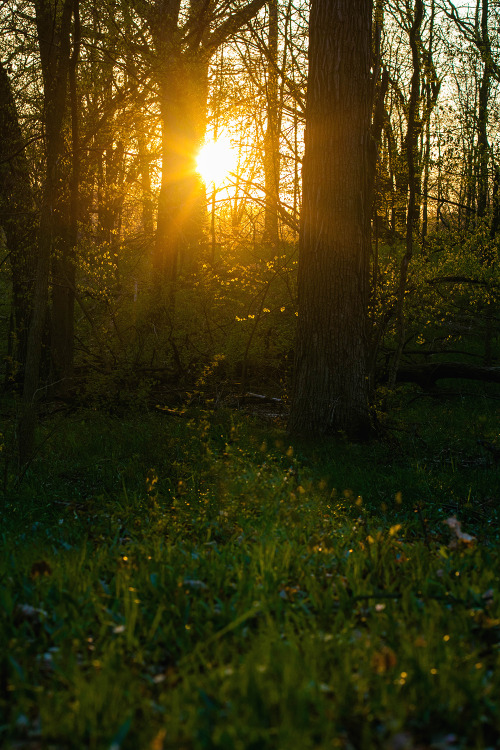 aeide-thea:garettphotography:May 9th, 2020 | GarettPhotography@elucubrare