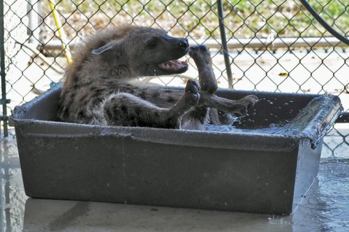 wildhyaena:  I can’t get over how adorable Jake is. LOOK AT HOW FRIGGIN ADORABLY CUTE HE IS WHEN HE GETS A BATH. I couldn’t find a share button on Facebook for all of these, so all photos are copyright Bryan Hawn and whoever took them. 