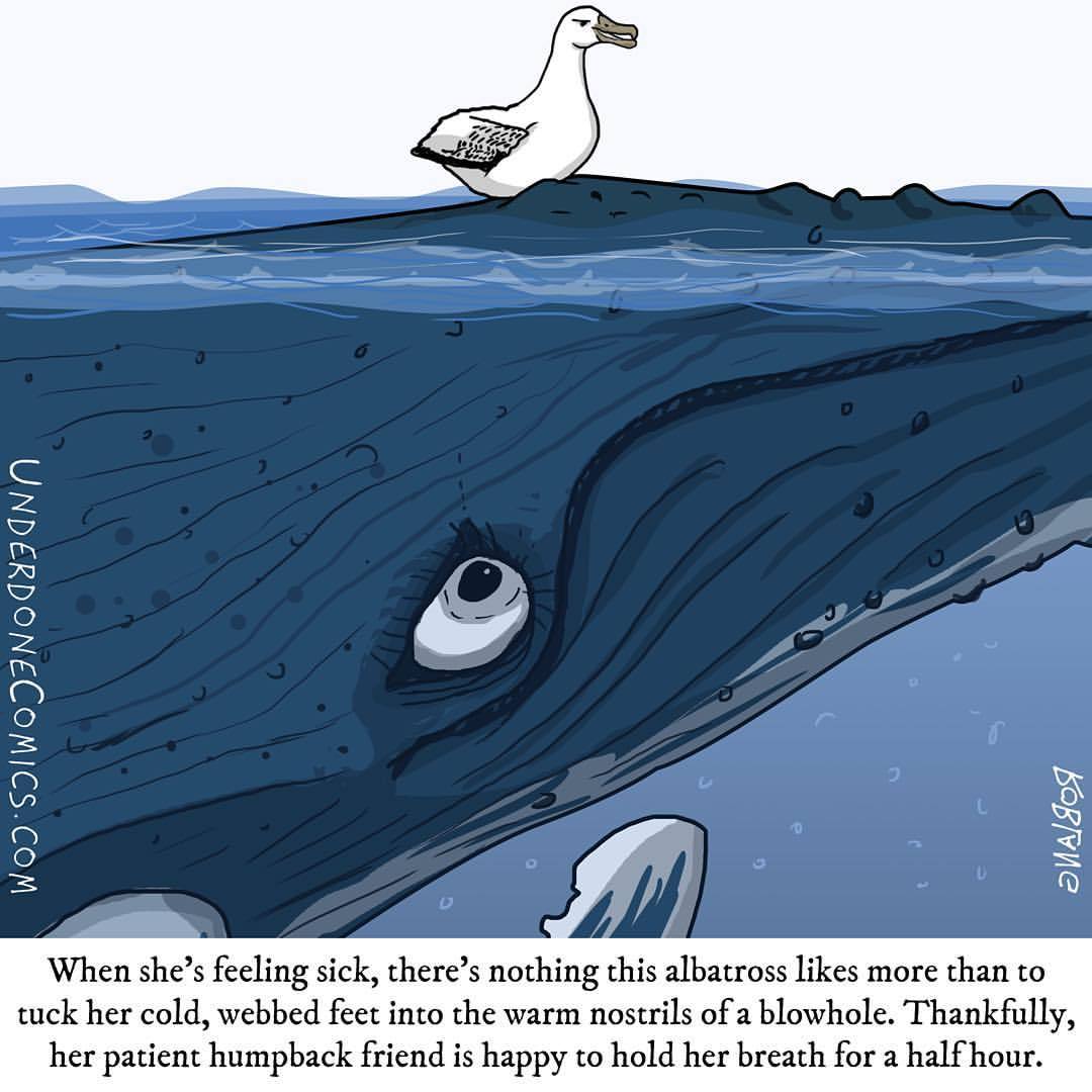 underdone comics — Sure, a sperm whale could hold its breath much...