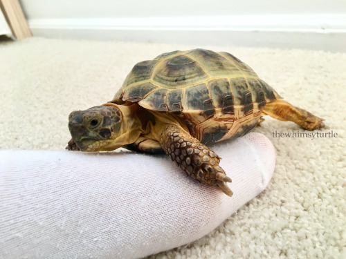 I, Kirby the Explorer, hereby claim Mom’s foot for my kingdom!