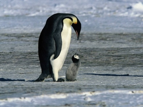 michiganbabe22: Here we see Olli Määttä telling Sidney Crosby that he only had a few 