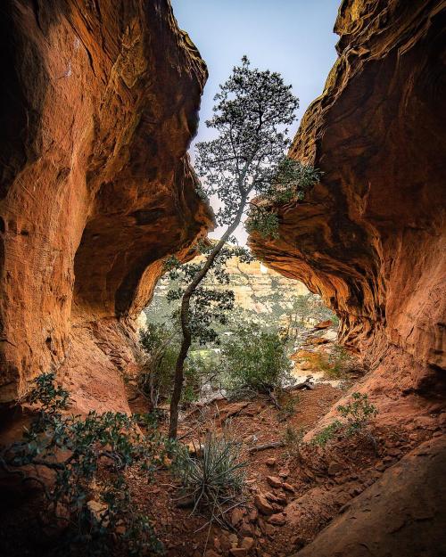 amazinglybeautifulphotography: A lonely tree in Sedona mountains, Arizona [OC][1080x720] chileno_hik