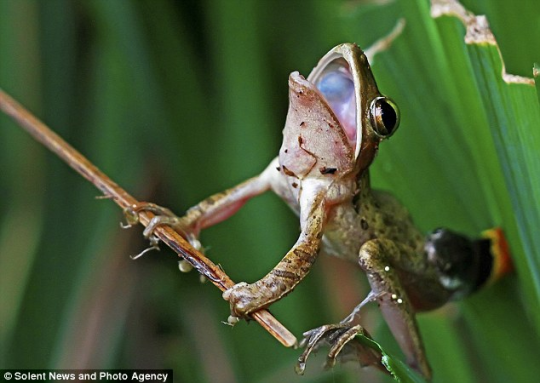 AmRev Historic Figures as frogs/toads