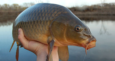 beaft:beaft:If carp could speak they would all have French accents mon dieu&hellip;.