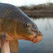 beaft:beaft:If carp could speak they would all have French accents mon dieu&hellip;.