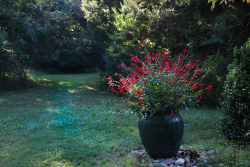 gardenmuse